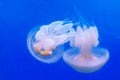 Catostylus tagi jellyfish Royalty Free Stock Photo