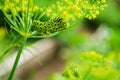 Catpillar on fresh green dill. Royalty Free Stock Photo