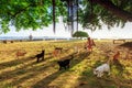 Cats afternoon Royalty Free Stock Photo