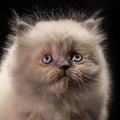 Cats animal pets cute small tine beautiful blue eye