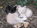 Cats baby Beautiful and tender kittens drink napping in nature. Feline brothers resting in the woods on an autumnal afternoon