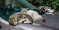 Cats bask on the warm hood of the car. Full iddiliya