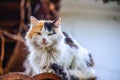 Cats Royalty Free Stock Photo