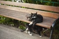 Cats on bench. Animals in yard. Pets on street
