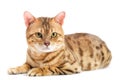 Cats Bengal breed.