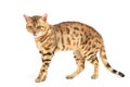 Cats Bengal breed.