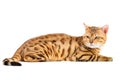 Cats Bengal breed.