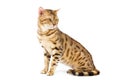 Cats Bengal breed.