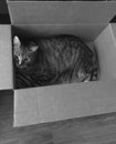 Cats and Boxes | Senior Diabetic Male Tabby Cat Royalty Free Stock Photo