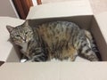 Cats and Boxes | Senior Diabetic Male Tabby Cat Royalty Free Stock Photo