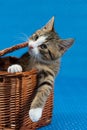 cats in boxes - young tiger kitten coming out a basket box