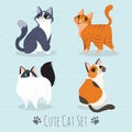 Cats Breed Set