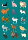 Cats breeds set