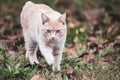 Cats with a brindle coat are certainly the most popular and well-known.