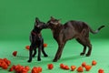 Cats brown and black Siamese Oriental Shorthair