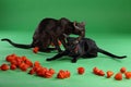 Cats brown and black Siamese Oriental Shorthair