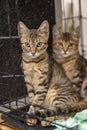 The cats in a cage at an animal shelter. Royalty Free Stock Photo