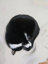 Black cat sleeping on the floor