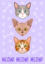 Cats card. Different breed cute cat head, meow text. Poster or t-shirt print, notebook cover, animal stylish portrait