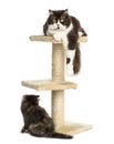 Cats on a cat tree, isolated Royalty Free Stock Photo