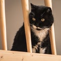 A curious black and white cat whatching cautiously from a gallery Royalty Free Stock Photo