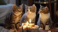 Cats celebrate birthdays using cake and birthday candles