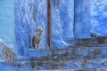 Cats of Chefchaouen, the blue pearl of Morocco Royalty Free Stock Photo