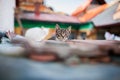 Cats climbed on roof