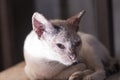 Cats with clinical symptoms of sarcoptic scabies infection. Royalty Free Stock Photo