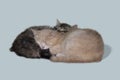 A pair of cute kittens sleep with their faces on top of each other.