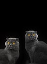 Cats collage with scottish fold in studio on a black isolated background, copy space, composition of animals, design Royalty Free Stock Photo