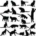 Cats collection Royalty Free Stock Photo