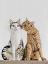 Cats couple falling in love. Royalty Free Stock Photo