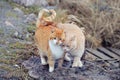 Cats couple falling in love. Two domestic cats together a very relationship outdoors