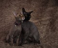 Cats couple one with a belt sitting with deep look Royalty Free Stock Photo
