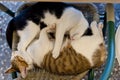 Cats cuddle comfortably in nest Royalty Free Stock Photo