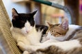 Cats cuddle comfortably in nest