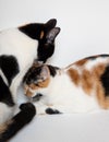 Cats cuddling and snuggling on the floor next to each other