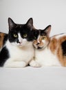 Cats cuddling and snuggling on the floor next to each other