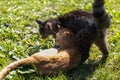 Cats cuddling in summer sun afternoon Royalty Free Stock Photo