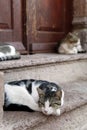 Cats in Cunda Island