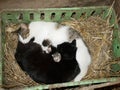 Cats curled up white black cute blind newborn kittens crate box tabby curl ball sleeping sleep fur in cowshed the Royalty Free Stock Photo