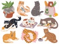 Cats. Cute fluffy kitty playing with yarn or toys, sleeping in bed, sitting in plant pot. Cartoon playful pet animal