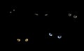 Cats in The Dark Royalty Free Stock Photo