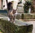 Cats on the details of ancient architecture