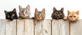 cats of different breeds look out in a row from behind a wooden fence. Banner with space for text