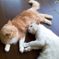 2 cats of different types relaxing on the terrace during the day