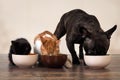 Cats and a dog eating pet food from bowls Royalty Free Stock Photo