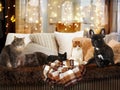 Cats and a dog in a festive interior