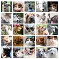 Cats and dogs Royalty Free Stock Photo